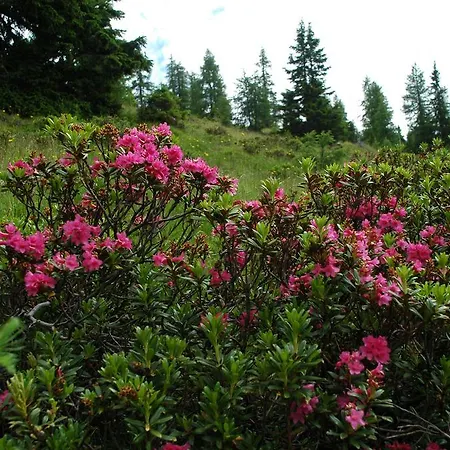 Apartmán Althoelbling *